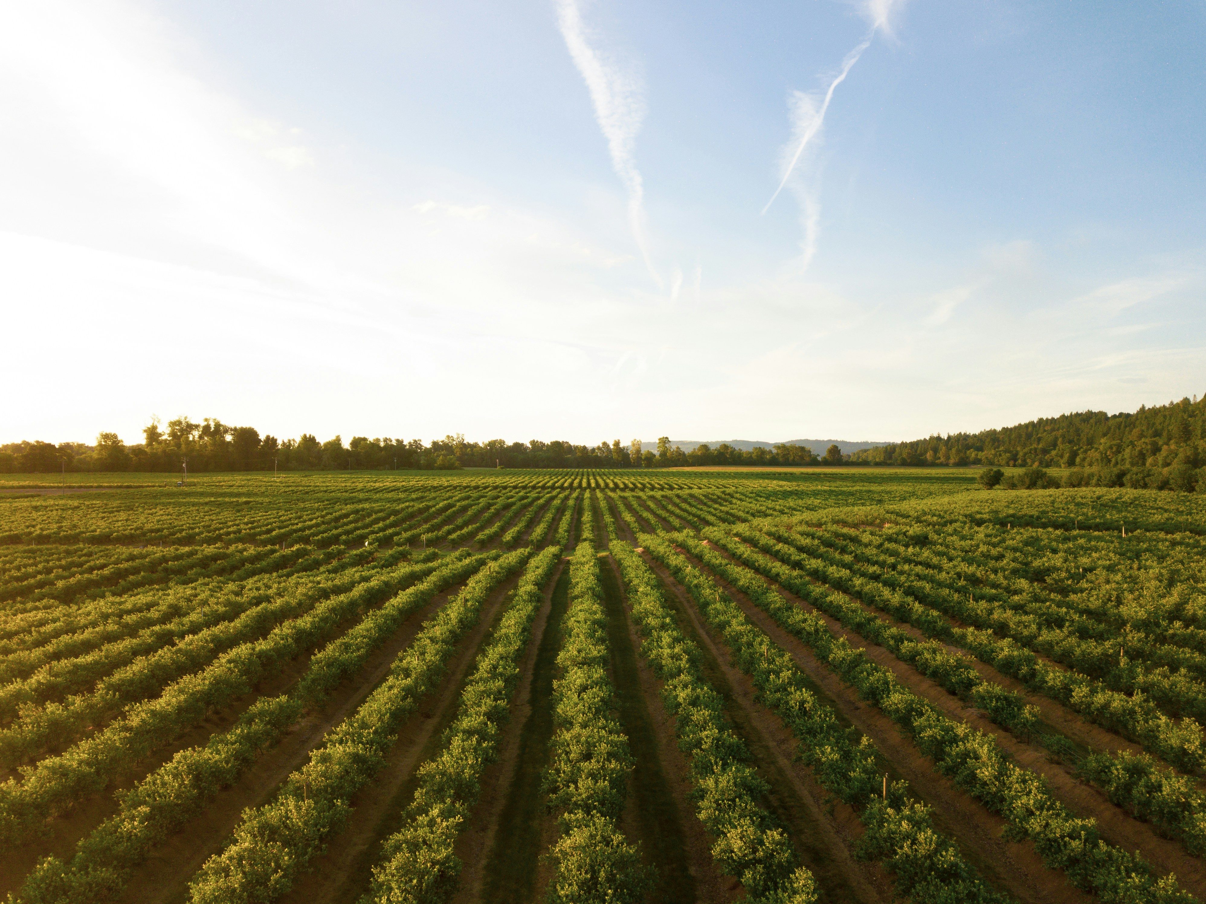 Green farm fields under an open sky